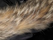 IMG_3083.JPG