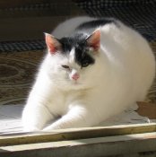 Kotikoshka (1).jpg
