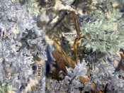 Надувний килимок Klymit Static V Camo надувной коврик