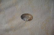 DSC02965.jpg
