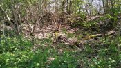 IMG_20210510_160713.jpg