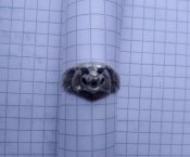 Кольцо Волк