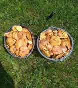 IMG_20210605_170204.jpg