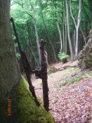 CIMG8175.JPG