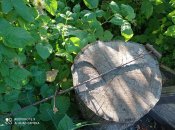 IMG_20210702_190324.jpg