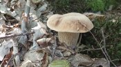 IMG_20210815_125242.jpg