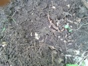 2013-05-03 12.46.10.jpg