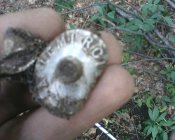 IMG0435A.jpg