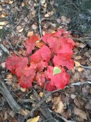 IMG_20210929_082842.jpg