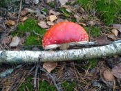 IMG_20211001_093224.jpg