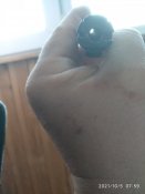 Стволик предположительно тоз