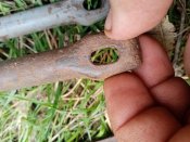 Колышки к немецкой плащ палатке