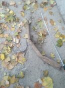 IMG_20211020_170853.jpg