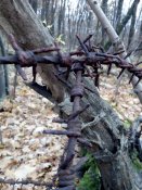 Немецкая колючая проволока ...для декора