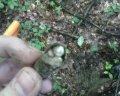 IMG0439A.jpg