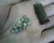 IMG0440A.jpg