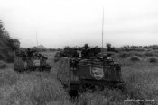 M-113 acav Tiger Division 9.jpg