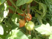SDC11739.jpg