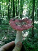 IMG_20130614_164813.jpg