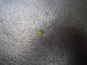 M 37. 012.jpg