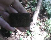 IMG0450A.jpg