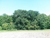 IMG_20130622_141531.jpg