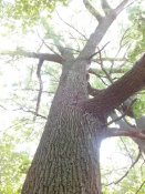 IMG_20130622_140343.jpg