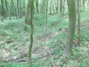 DSCN0087.JPG