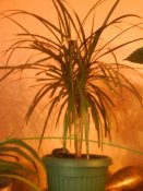 DSC00231.JPG
