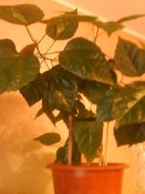 DSC00230.JPG