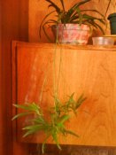 DSC00232.JPG