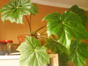 DSC00236.JPG