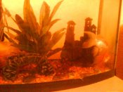 DSC00238.JPG