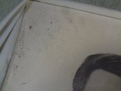 Большой портрет Кулаков Ф.Д. Секретарь ЦК КПСС с 1965 г.