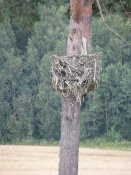 IMG_1383.JPG
