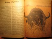 Мир диких животных Дикие стада 1984г