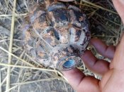 Кугель