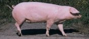 Finnish-Landrace-pig.jpg