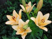 Изображение 689.jpg