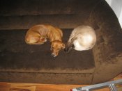 IMG_0412.jpg