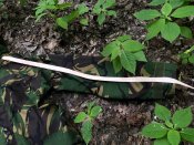 Куртка Англия MVP Gore-Tex DPM куртка Британия