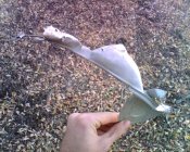 IMG2691A.jpg