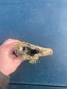 IMG_20220613_060953_930.jpg