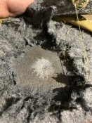 9822E069-D0B9-46D0-BDF4-C7E2F2402CD2.jpeg