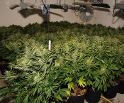 wd3230232cannabis-3-jah-26.jpg