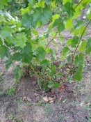 IMG_20220725_164923.jpg