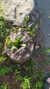 IMG_20220725_180621.jpg