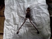 IMG_20130729_124723.jpg