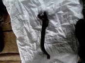 IMG_20130729_124731.jpg
