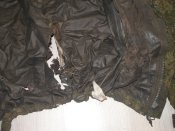 Вєтровка березневого погорельца...